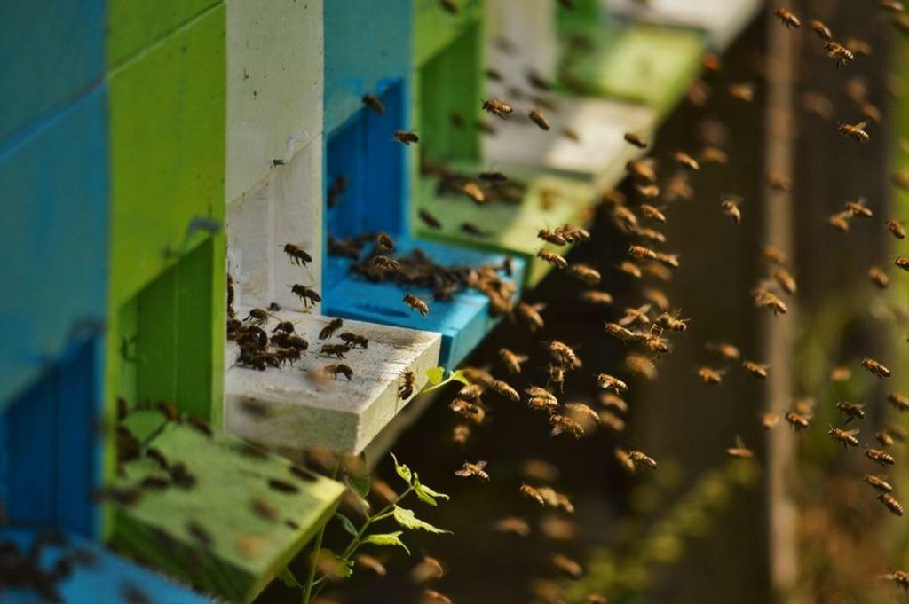Sleeping With The Bees Kozjak Kobarid Exteriör bild
